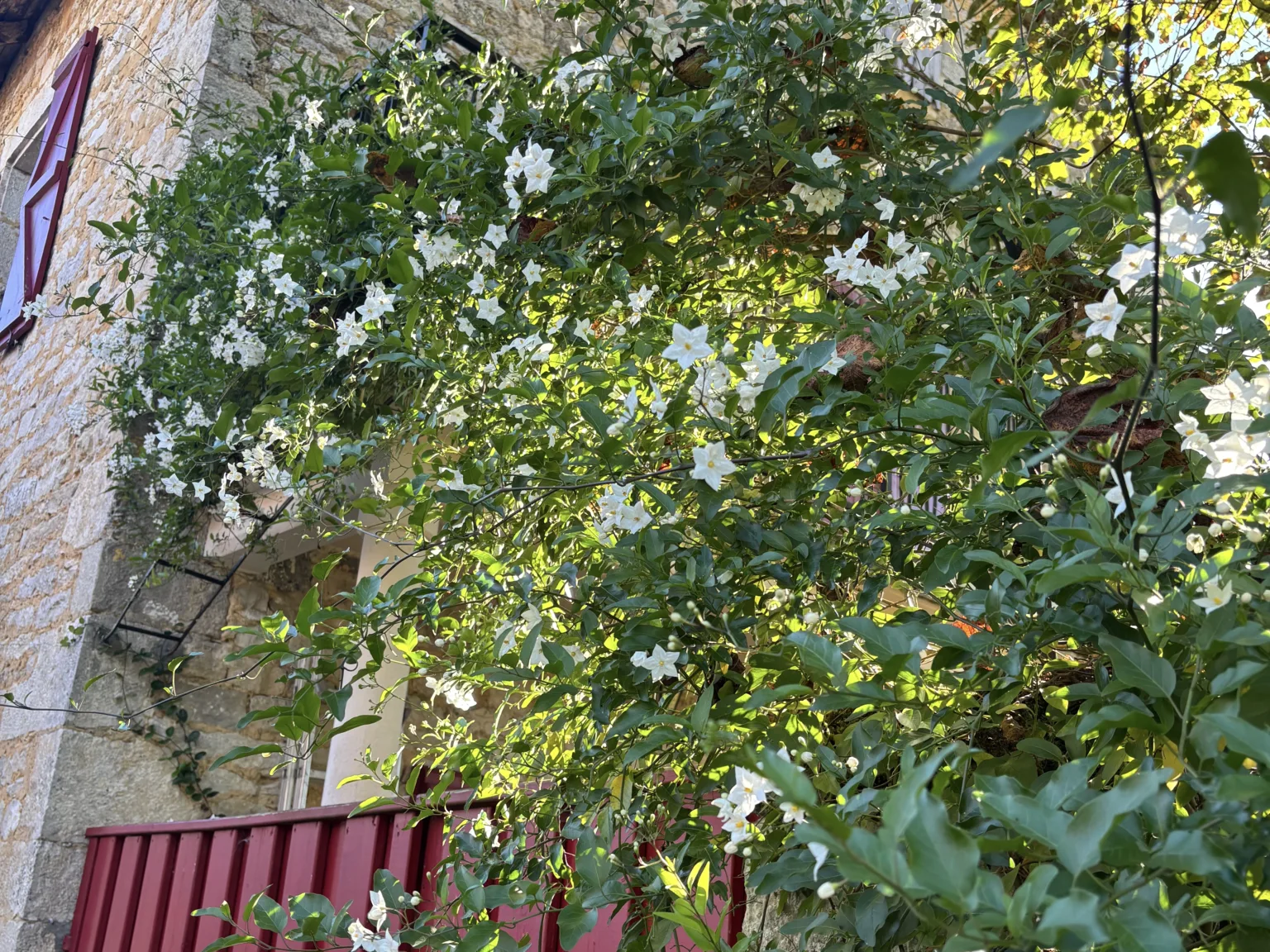 Le solanum en fleurs