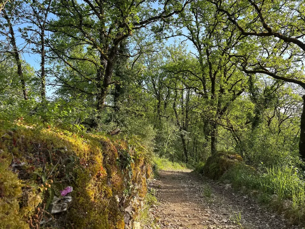 Chemin bordé de chênes et d'un muret de pierre couvert de mousse, près de L'Hôpital-Saint-Jean.